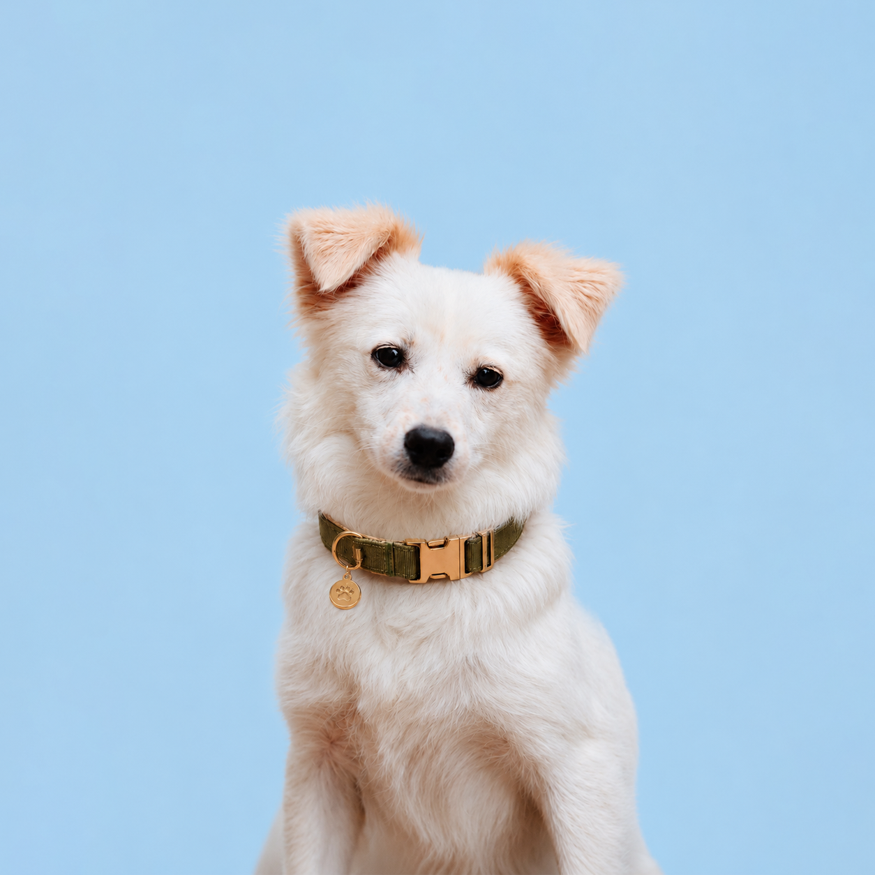 COLLARS